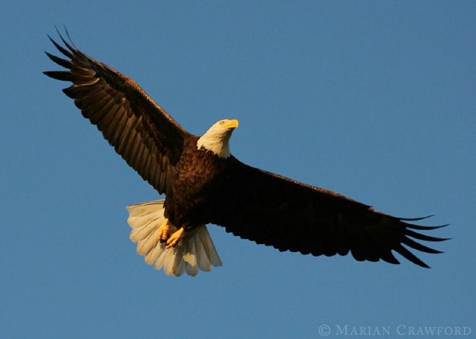 Big Eagle Flying